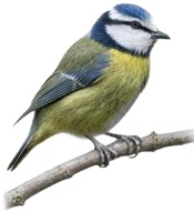 a bird sitting on a branch.jpg